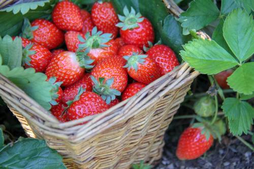 草莓、花园、水果