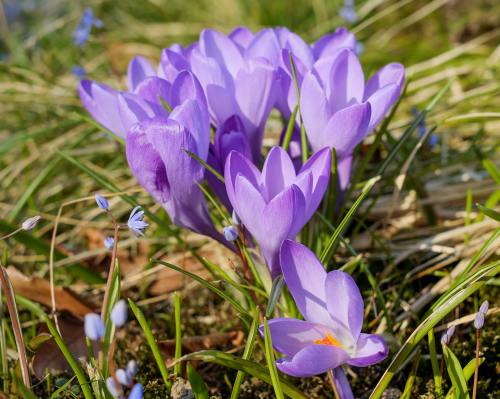 藏红花、花、开花