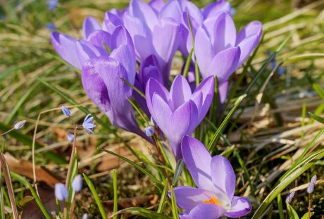 藏红花、花、开花