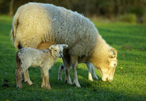 草地上的绵羊与小羊羔