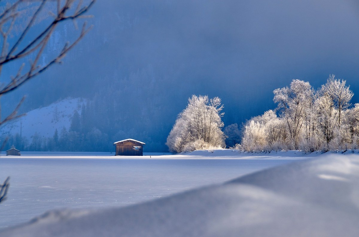 冬天的雪地与树免费图片