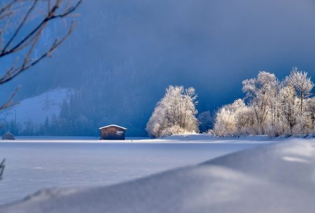 冬天的雪地与树
