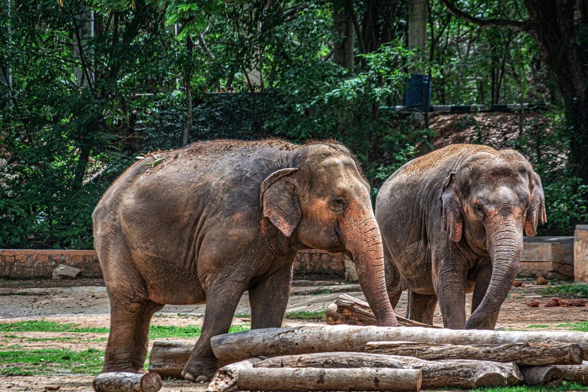 大象、厚皮、动物免费图片