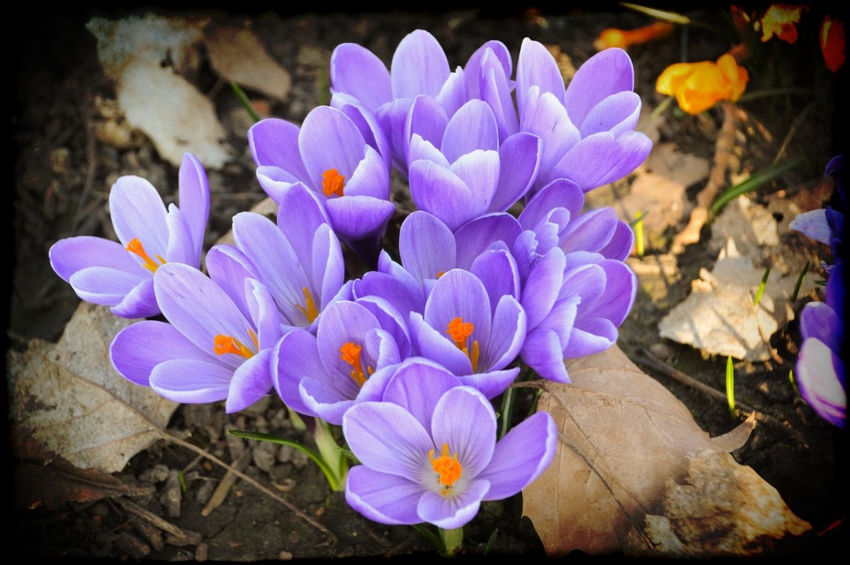紫色的番红花免费图片