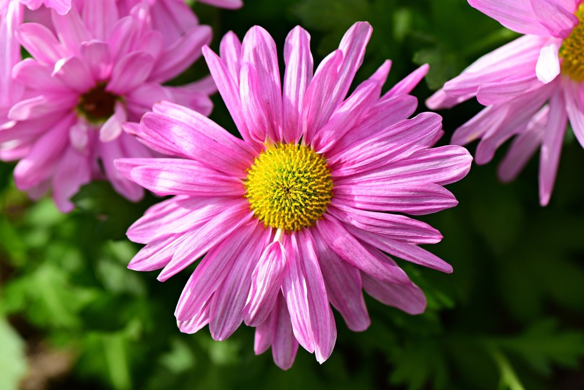 粉红色的花或背景图片下载 - 觅知网