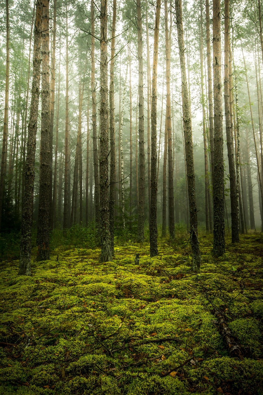 雾、森林、树免费图片