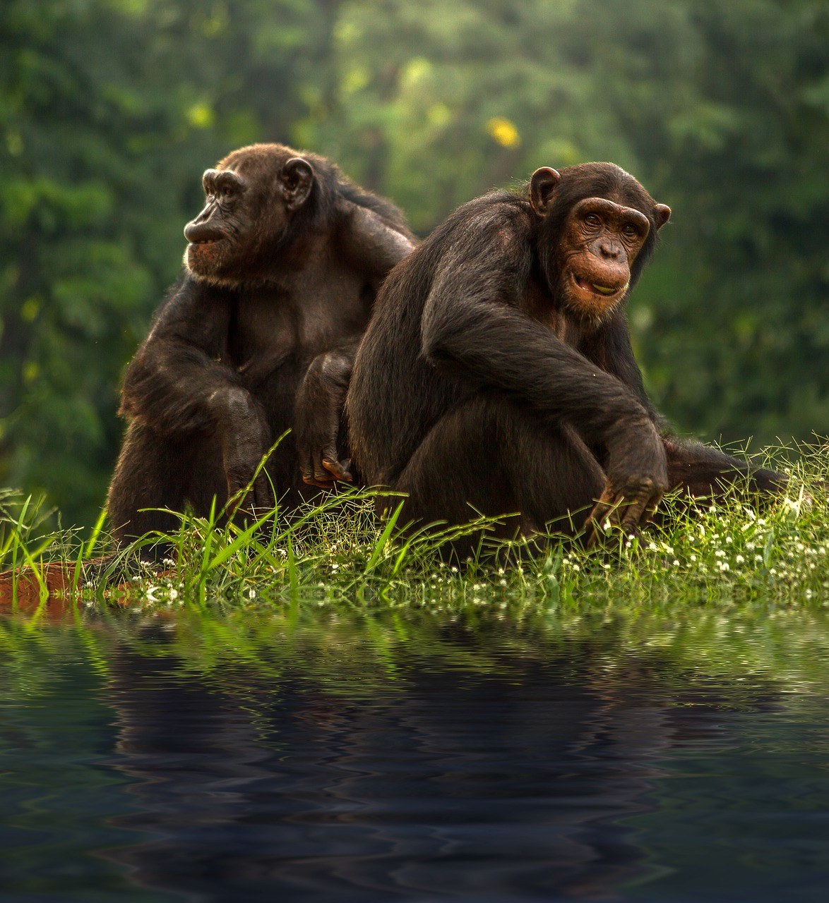 两只黑猩猩免费图片