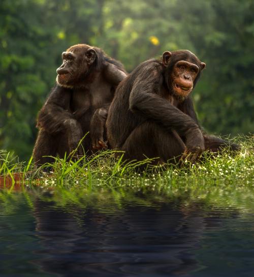 两只黑猩猩