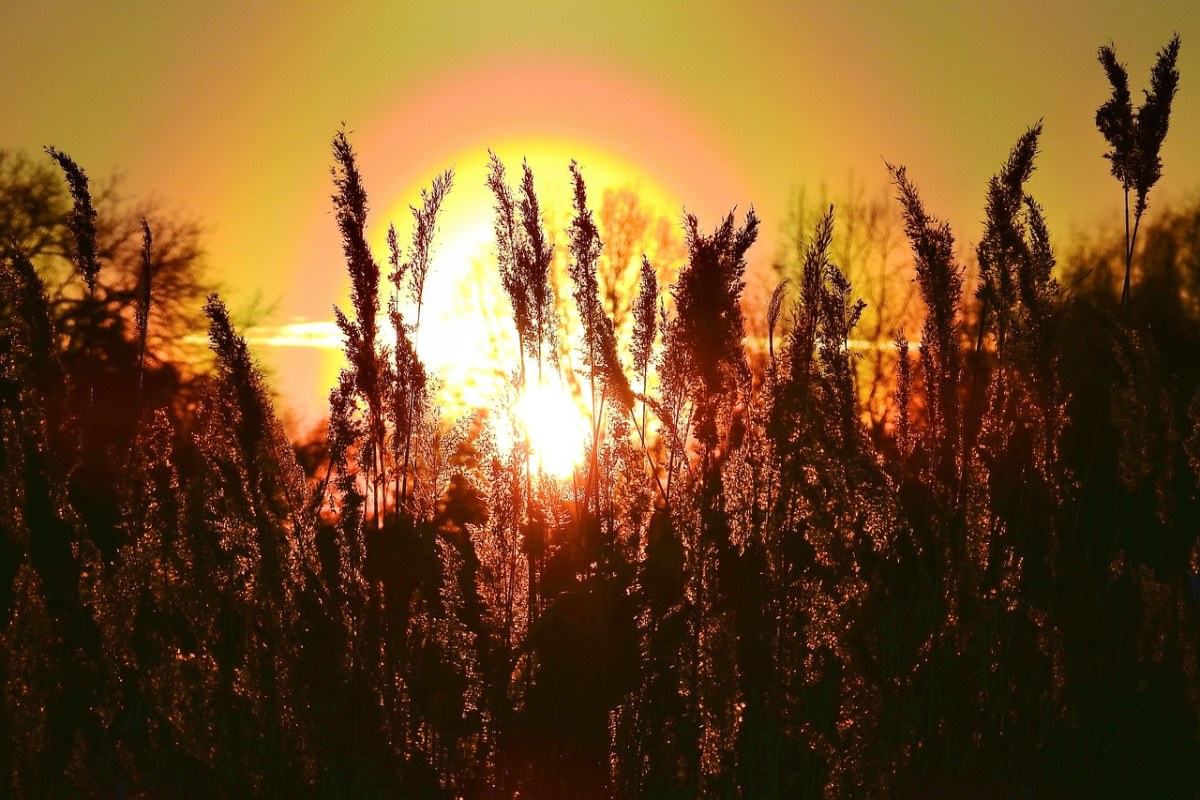 日落、甘蔗、图免费图片
