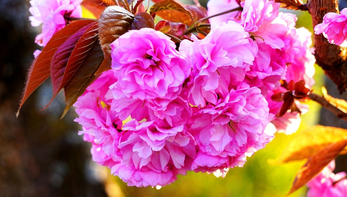 鲜艳的观赏樱花免费图片