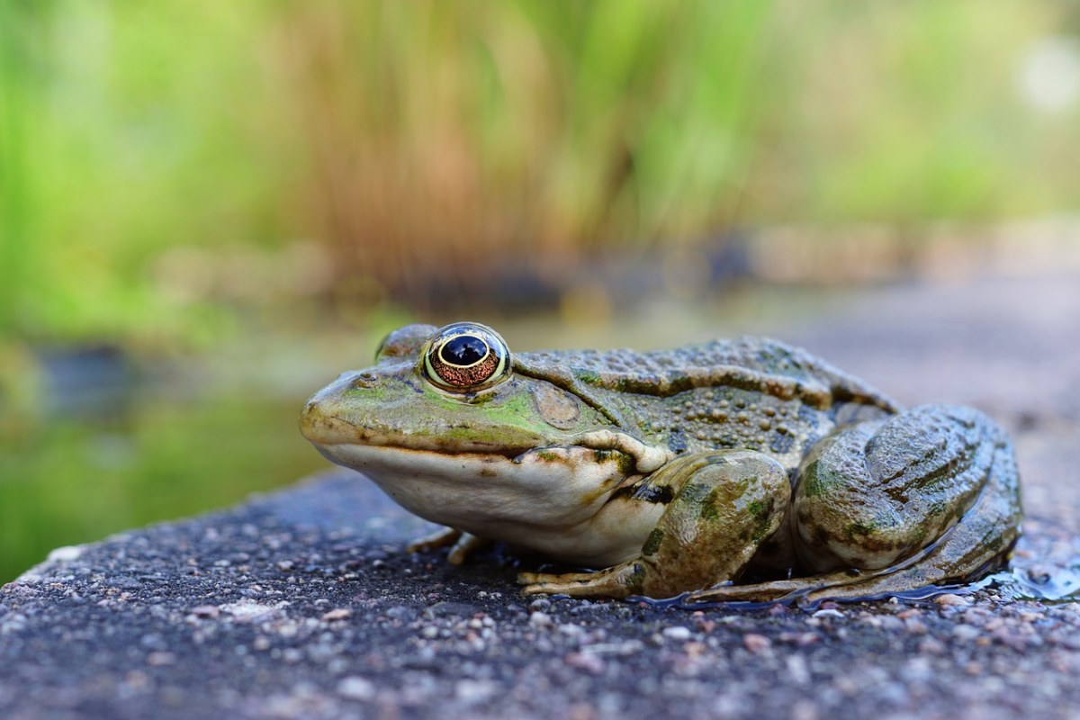 青蛙,赫拉尔多,·,动物