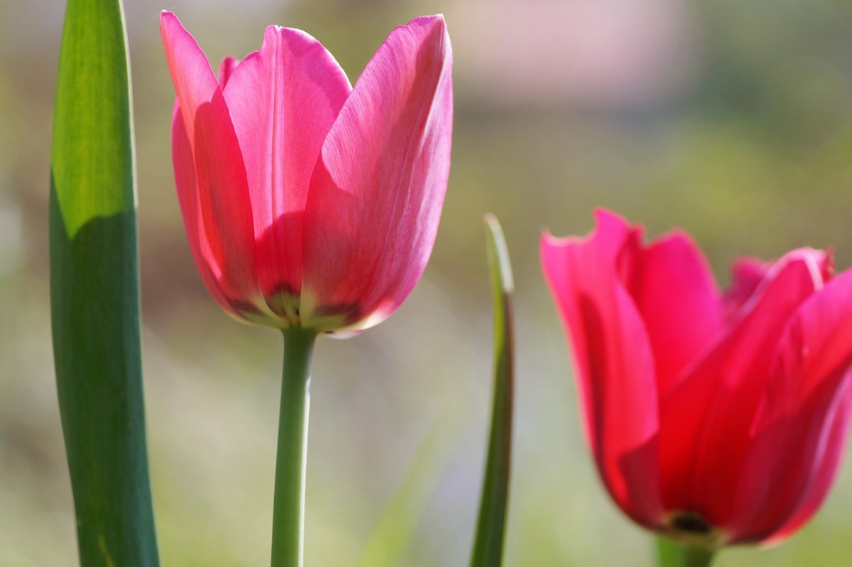 郁金香、粉红色、春天免费图片