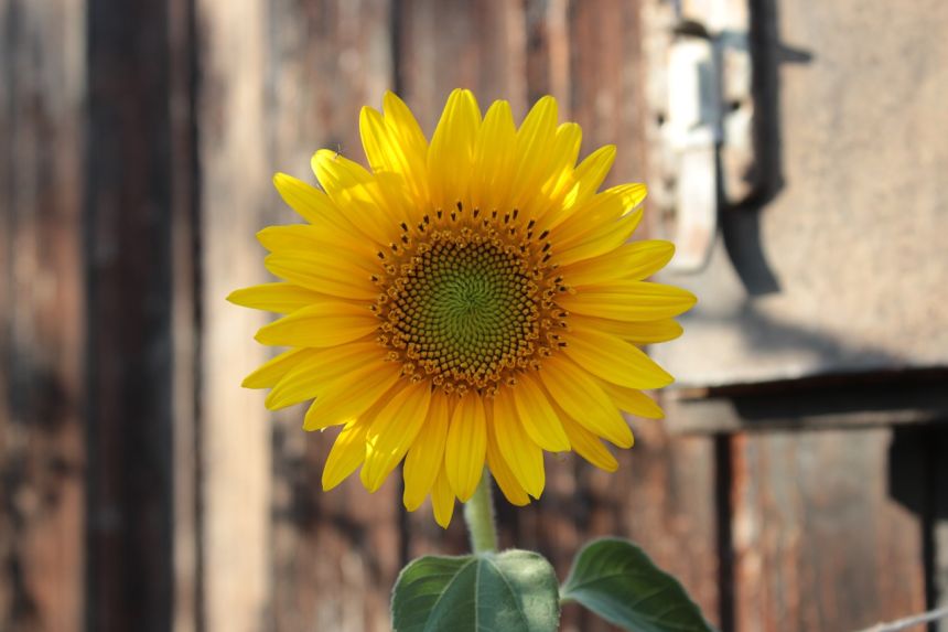 向日葵,花,开花