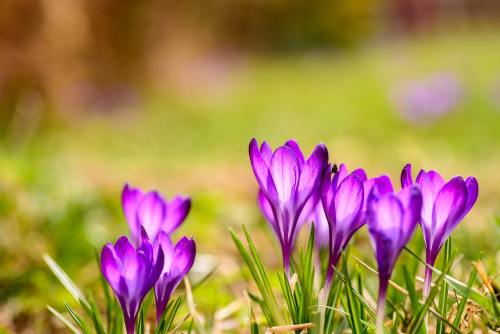 藏红花、植物区系、开花