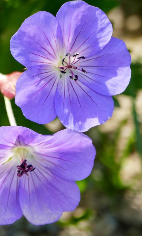 紫色的喇叭花图片