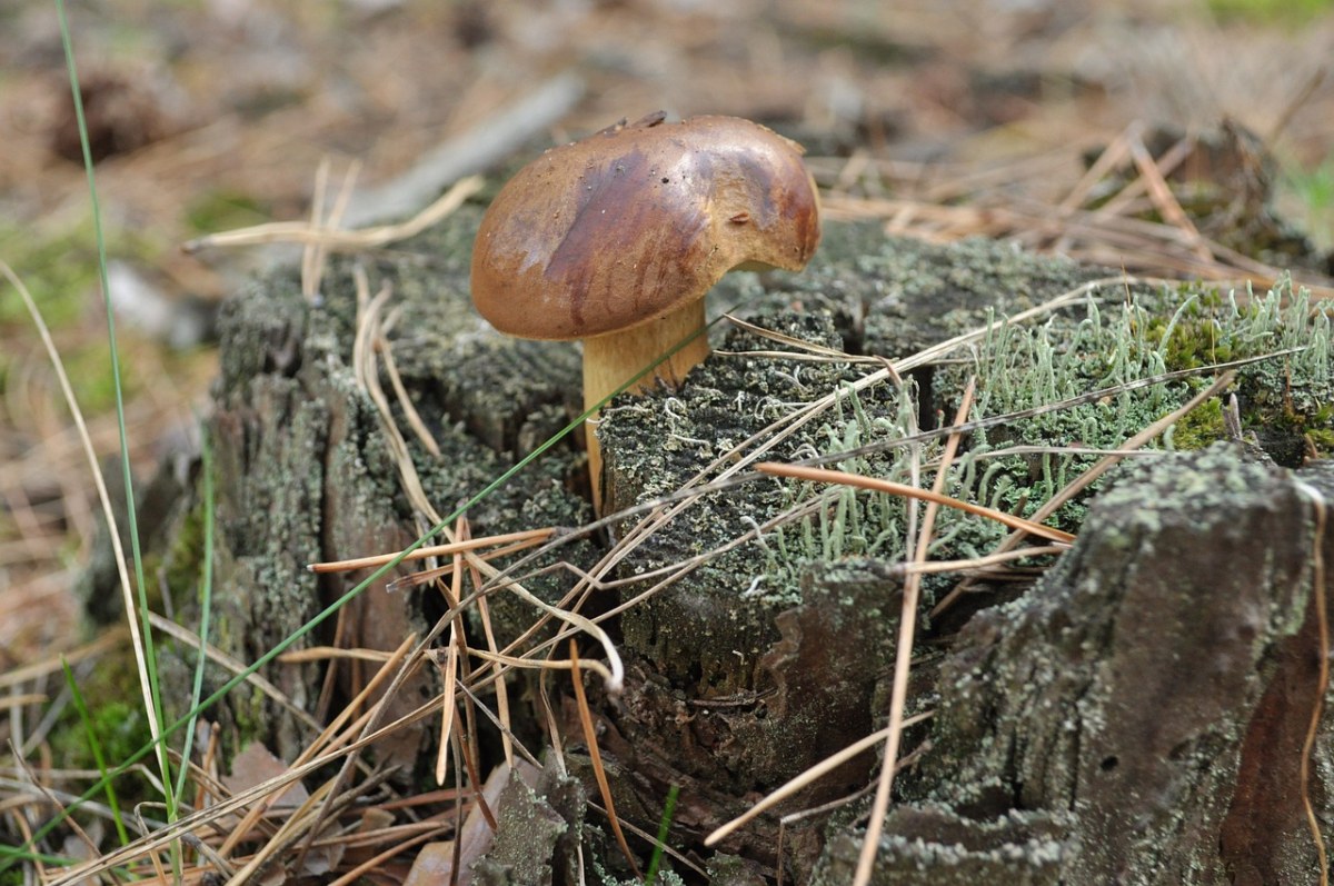 蘑菇、森林免费图片