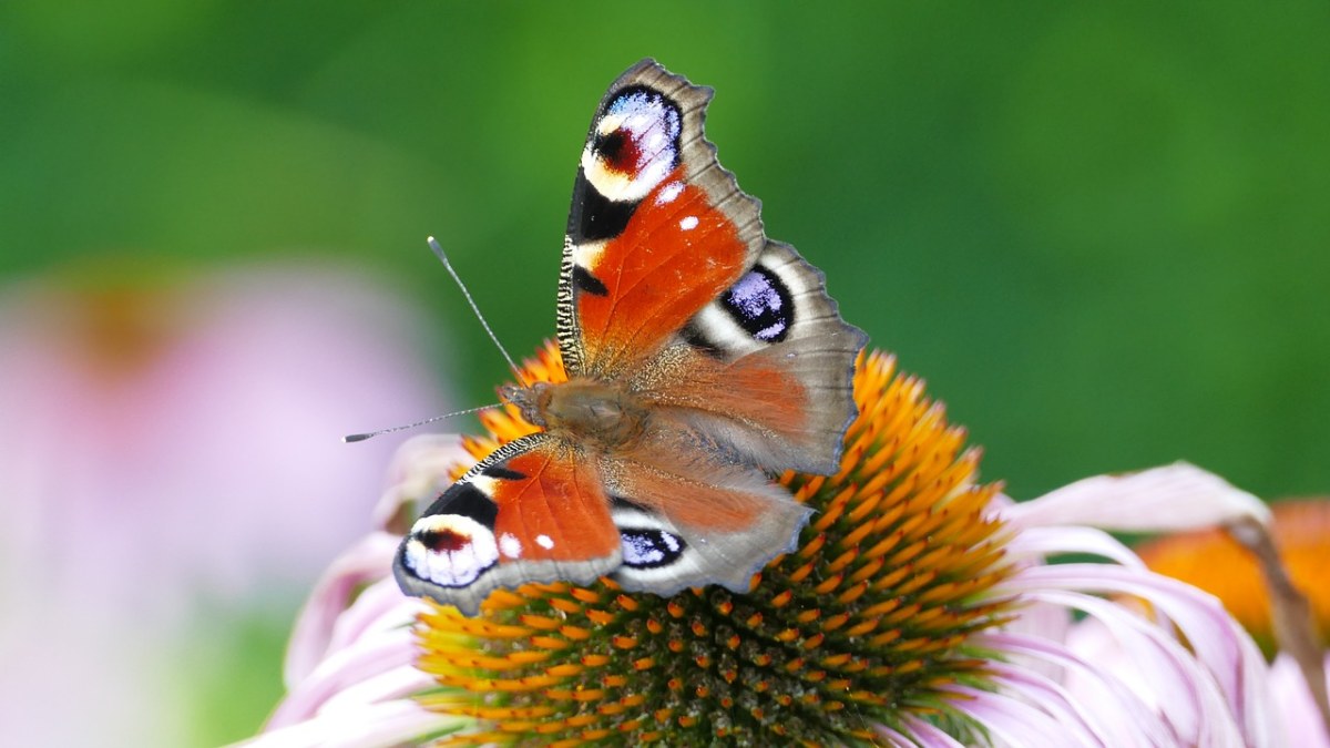 蝴蝶、彩绘孔雀、昆虫免费图片