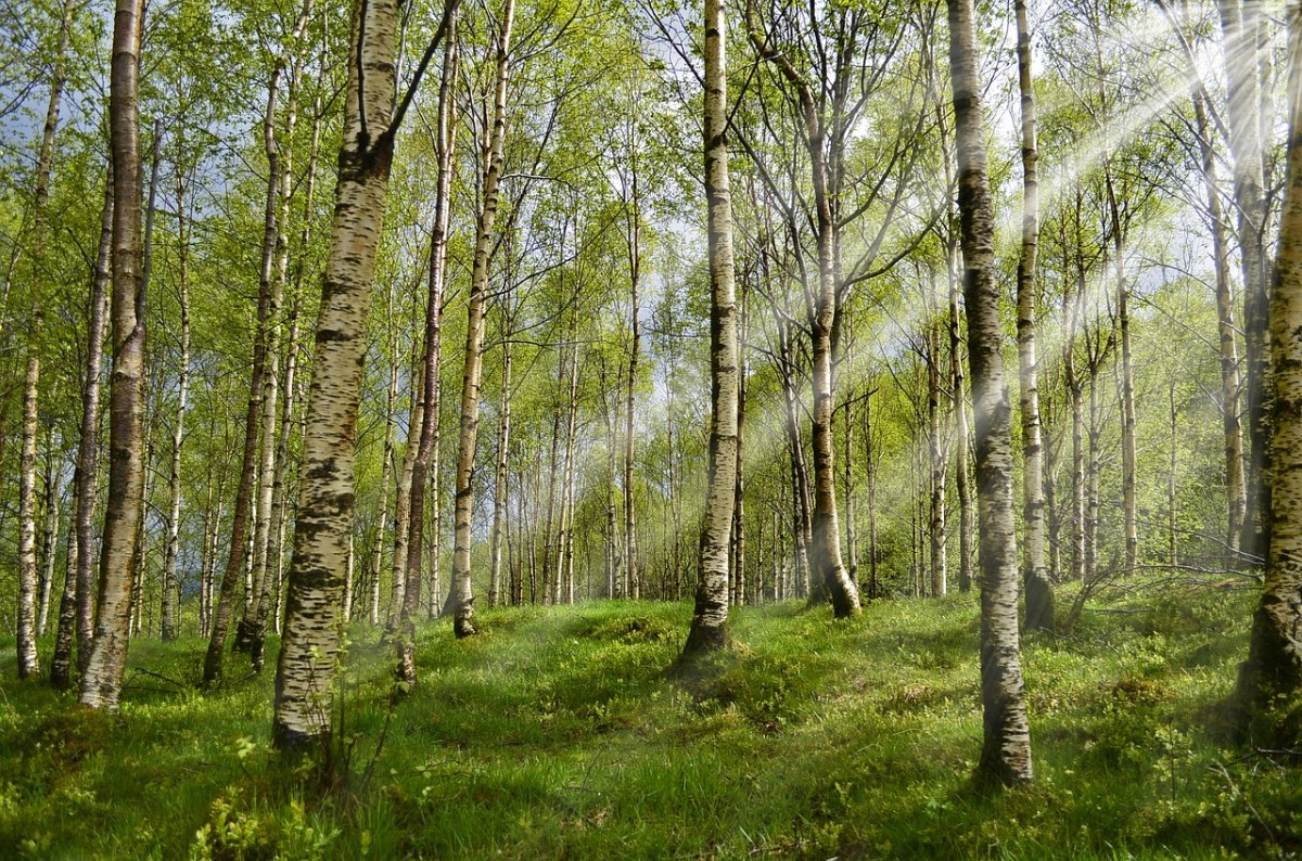 阳光透过白桦树林的自然风景免费图片