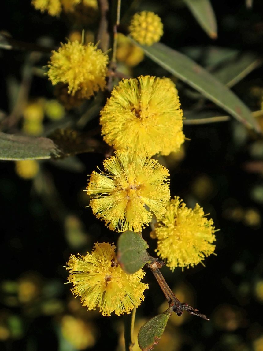 荆,相思树,澳大利亚