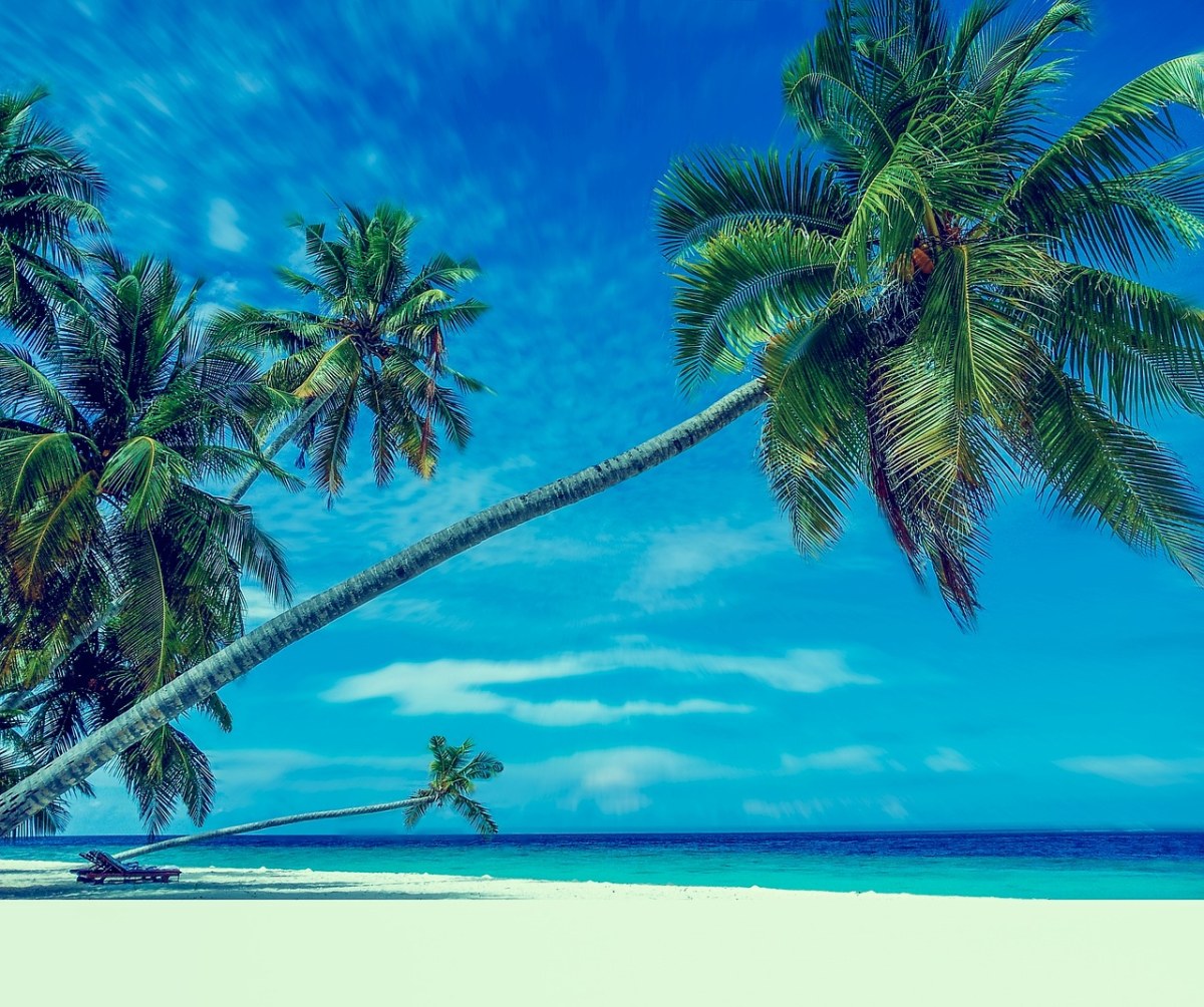 棕榈树、海滩、沙免费图片