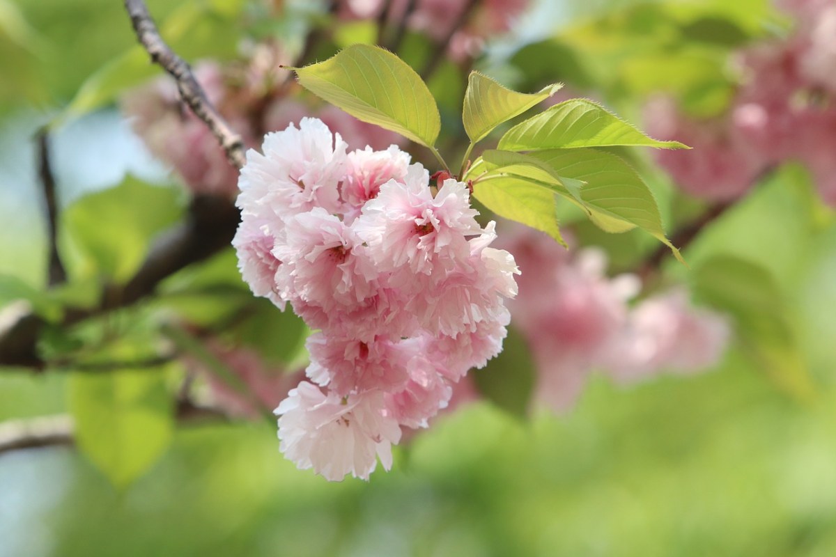 春天的樱花图片免费图片