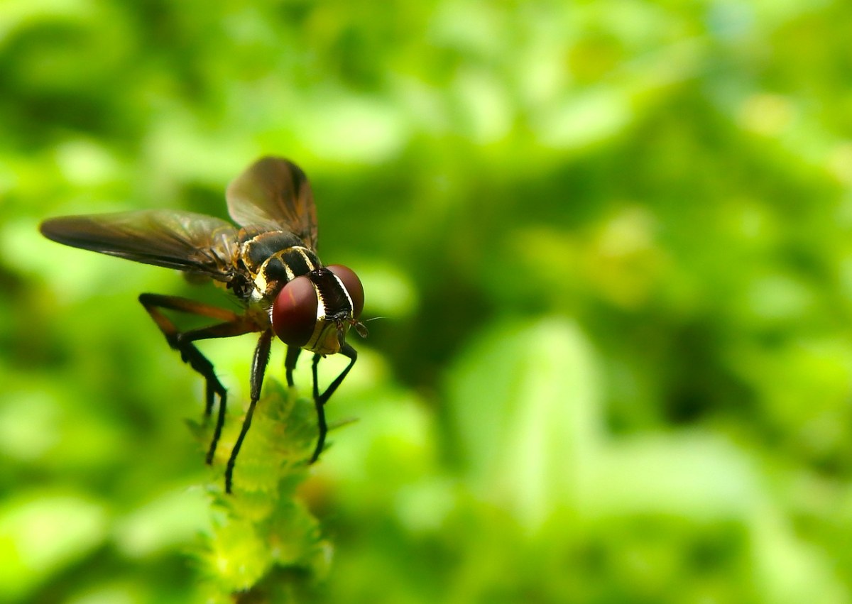 飞,díptera,飞行昆虫
