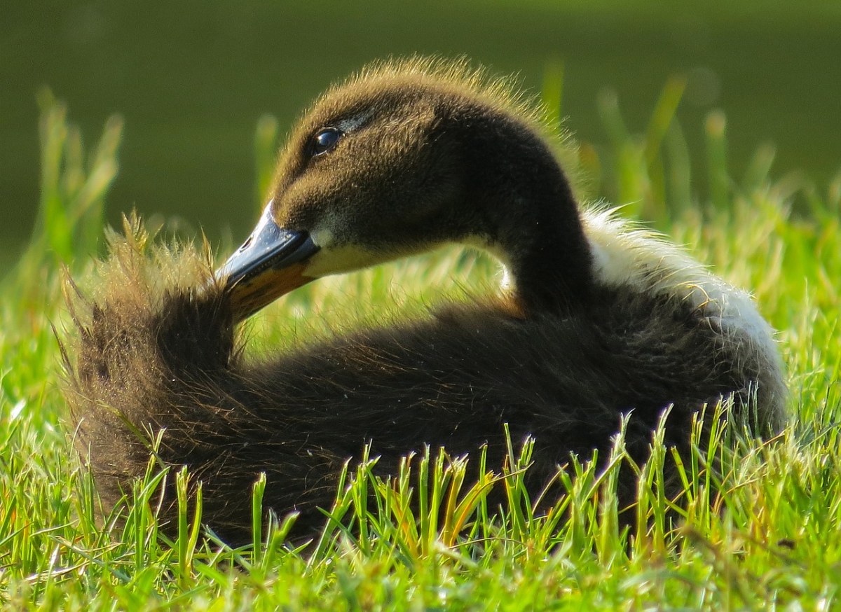 草地上的一只毛茸茸的小鸭子免费图片