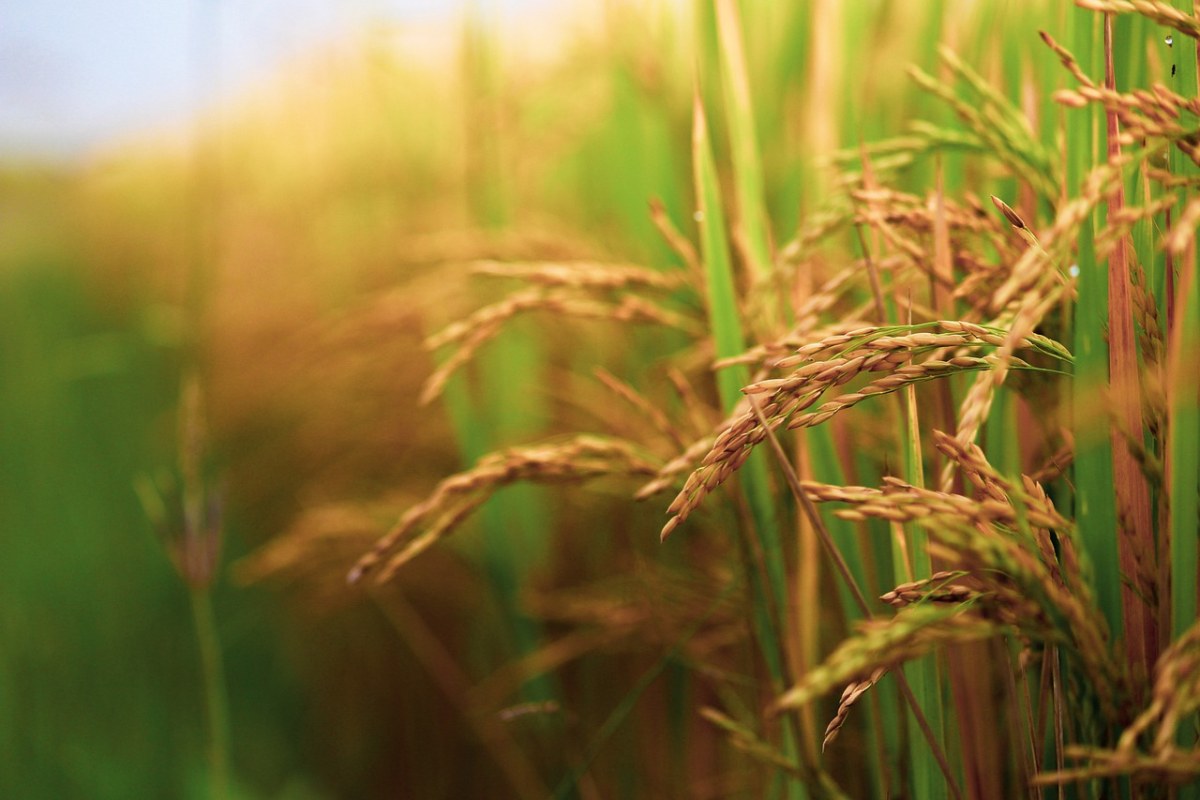 稻田、原野、食品免费图片