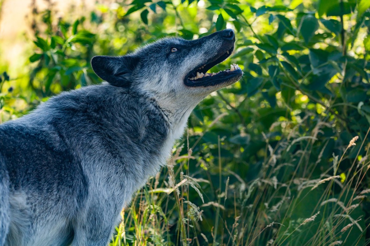 狼嚎叫、加拿大大灰狼、狼免费图片