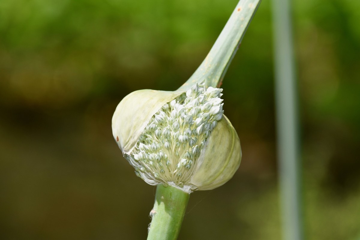 花韭菜,韭菜,蔬菜
