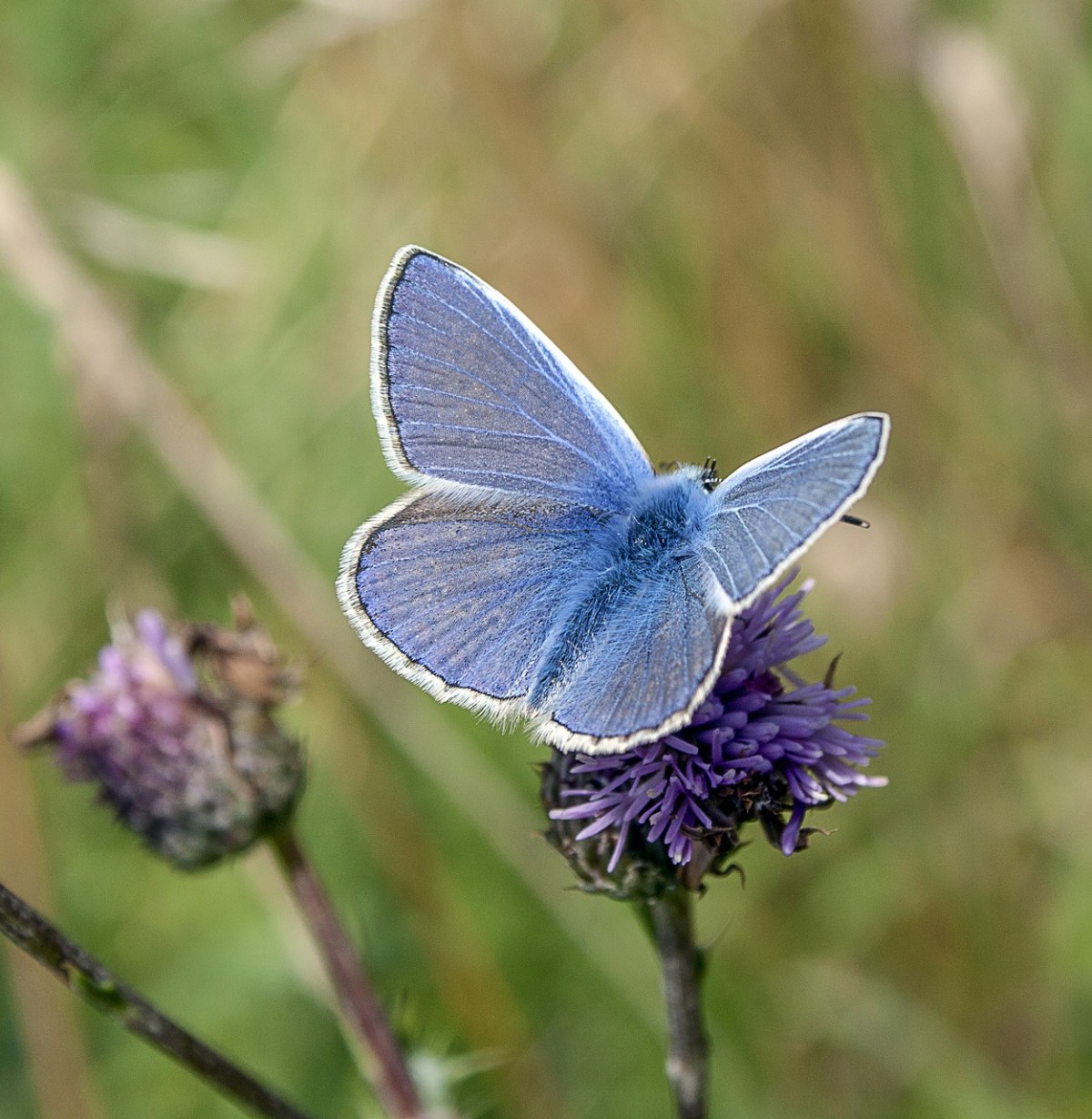 蝴蝶、公共-蓝色、昆虫免费图片