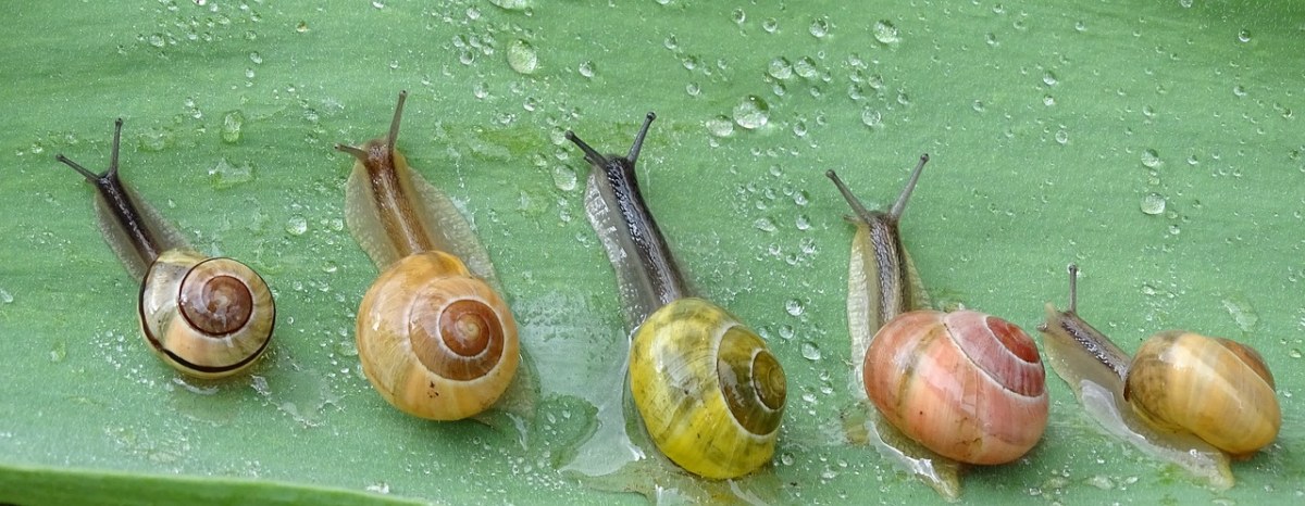 蜗牛、壳、慢慢地免费图片