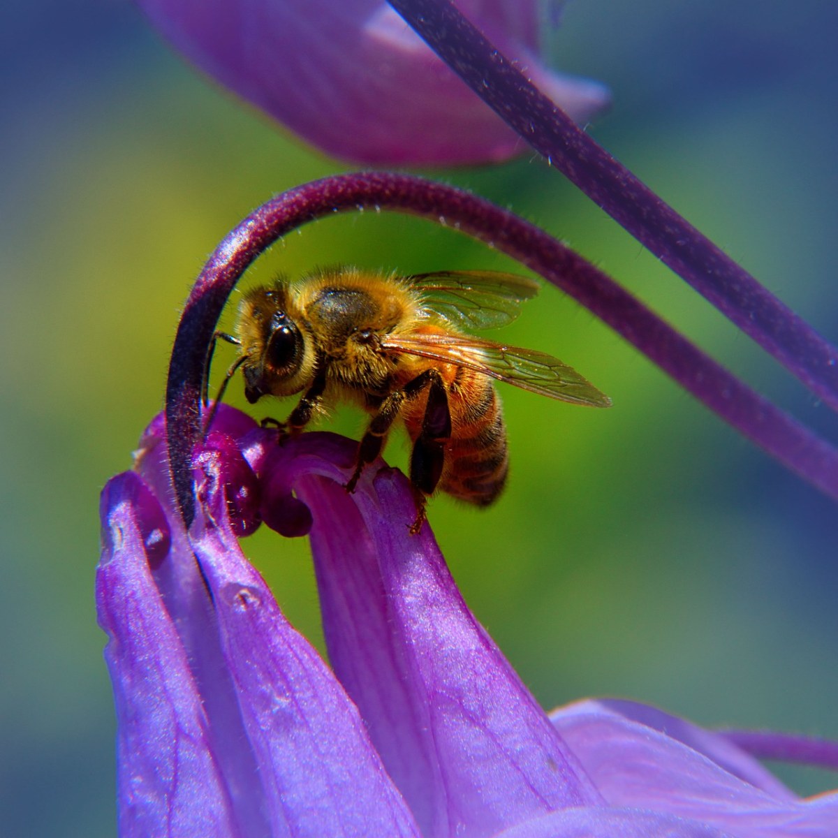 蜜蜂的图片免费图片