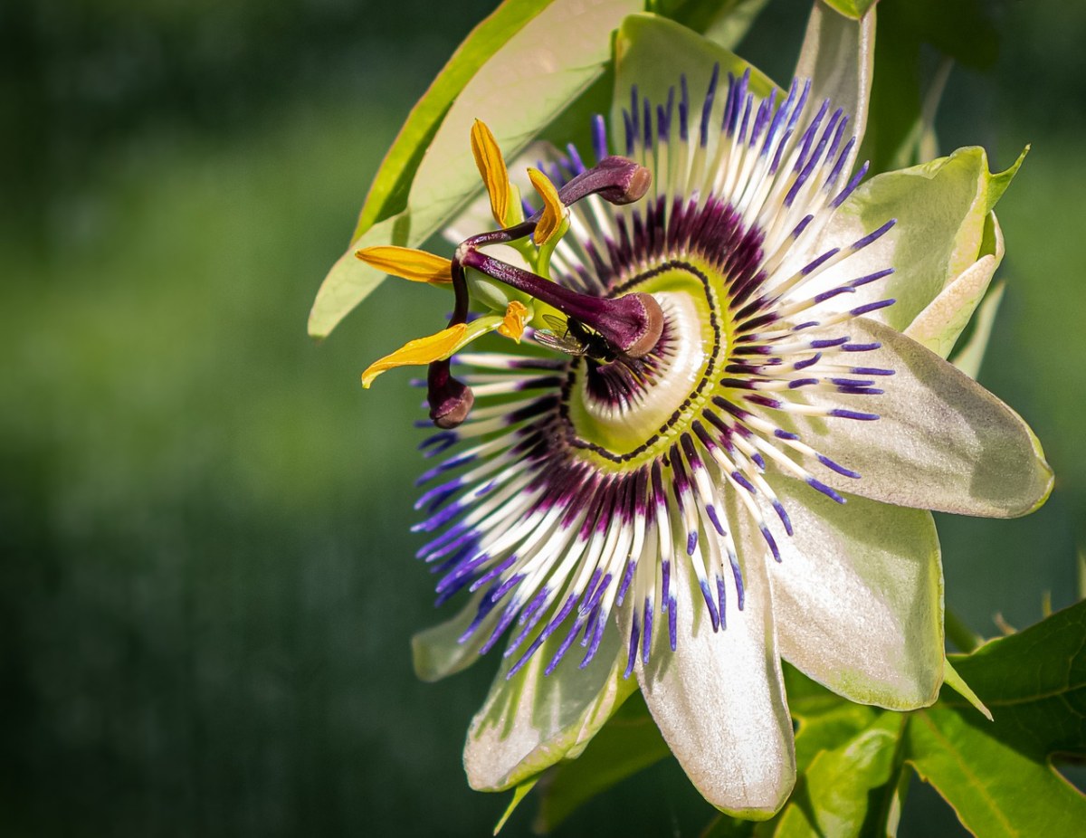 激情花,西番莲,登山者植物