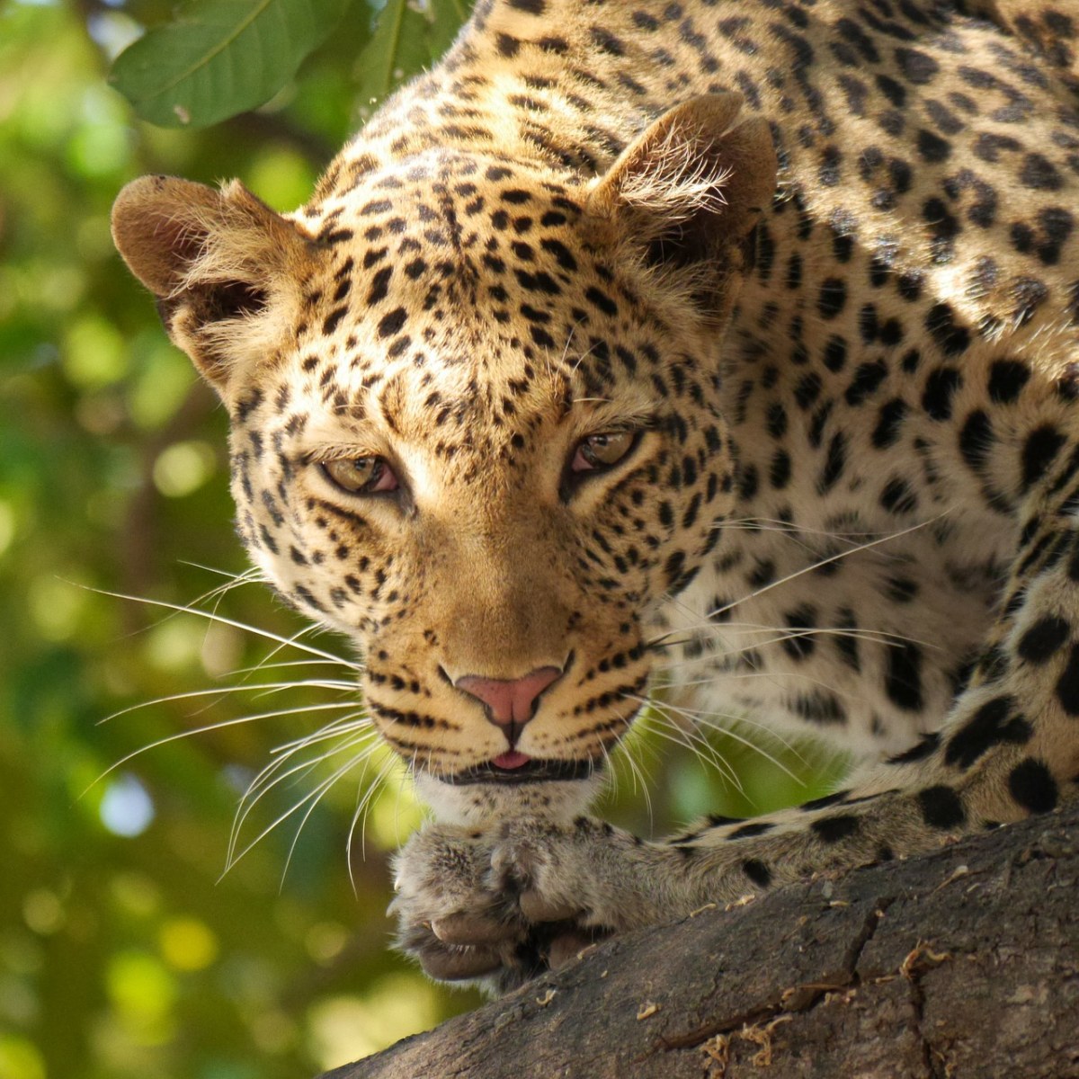 豹、野生动物园、Wildier免费图片