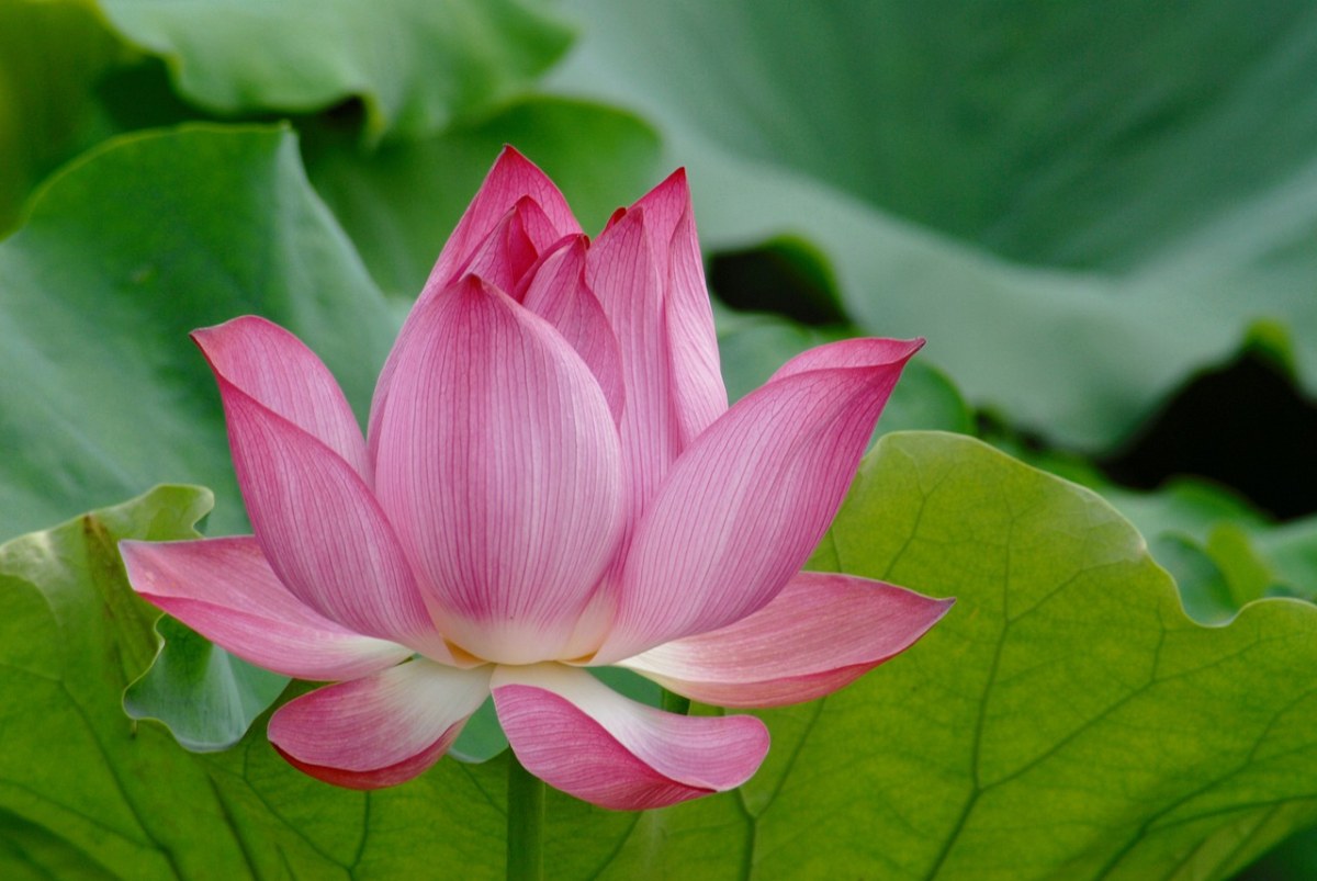 莲花、花、自然免费图片