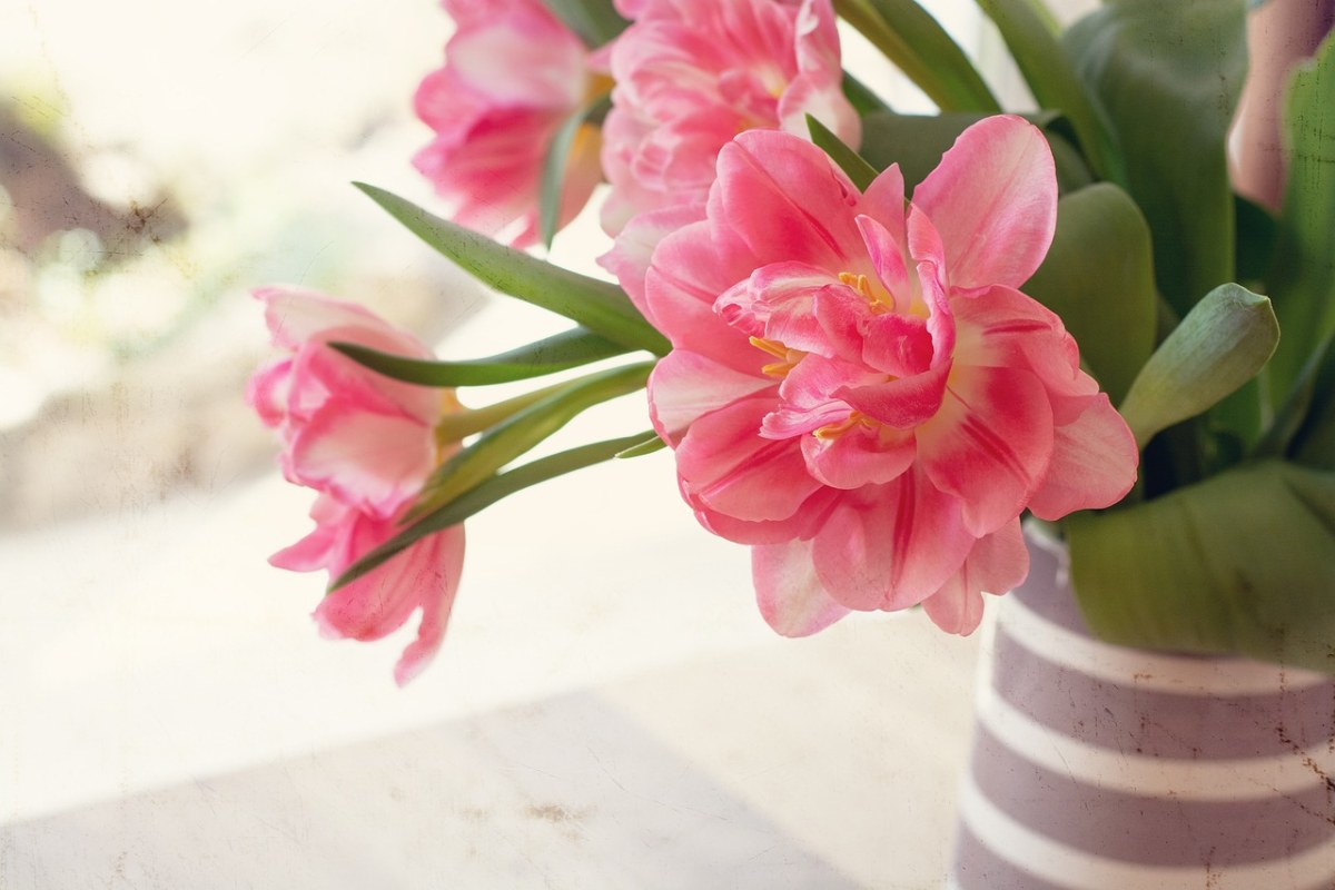 盛开的粉色花朵免费图片