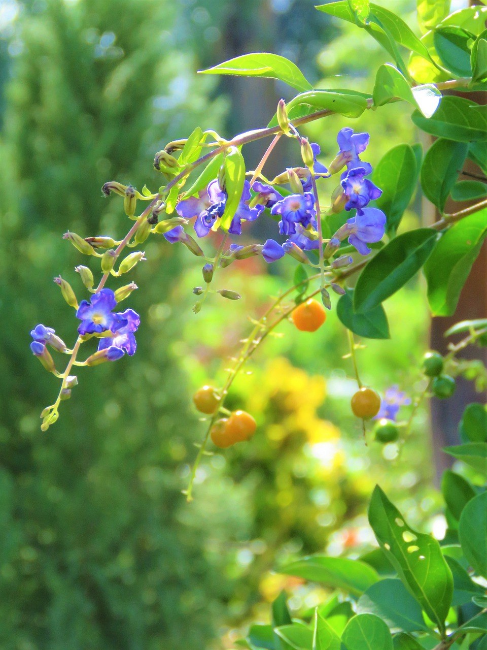 花園,風景,鮮花