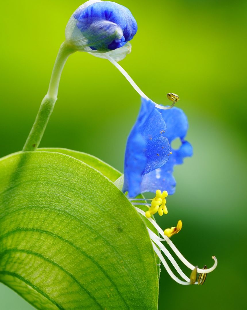 野花,野生的,花