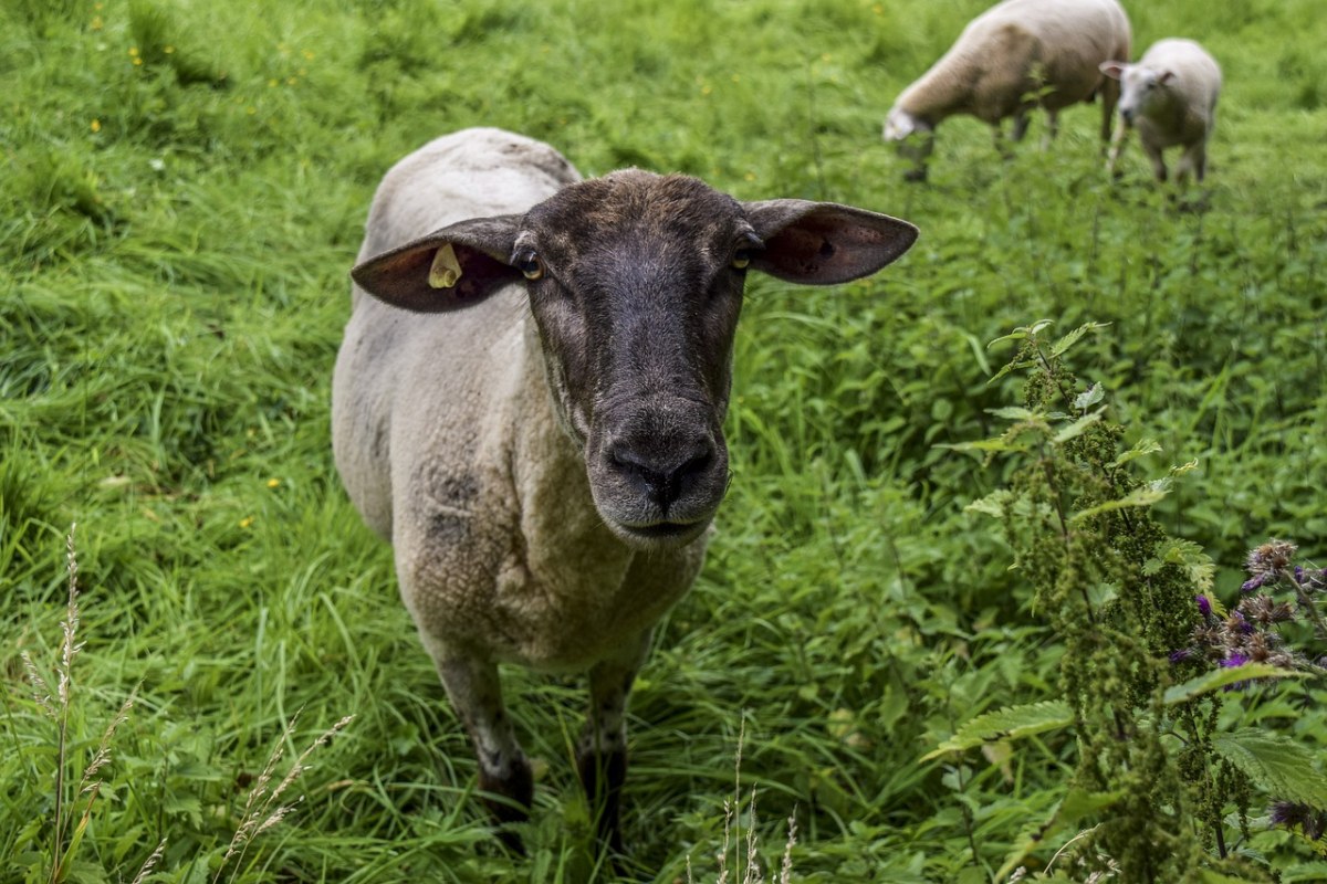 动物、羊、羊毛免费图片