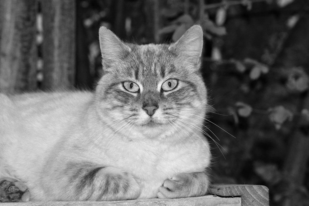 猫,猫nala,黑白照片