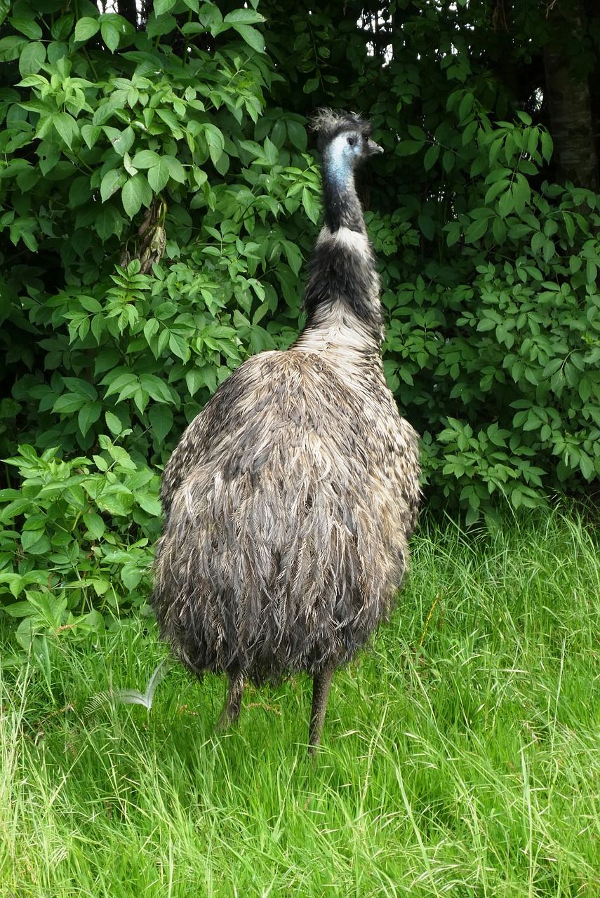 鸸鹋,dromaius深褐,物种