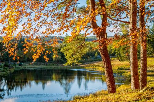 秋季、树木、湖