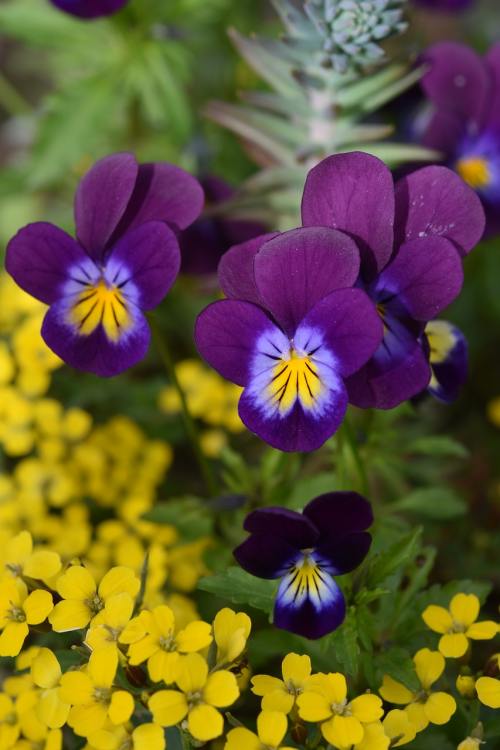 紫色的三色堇花