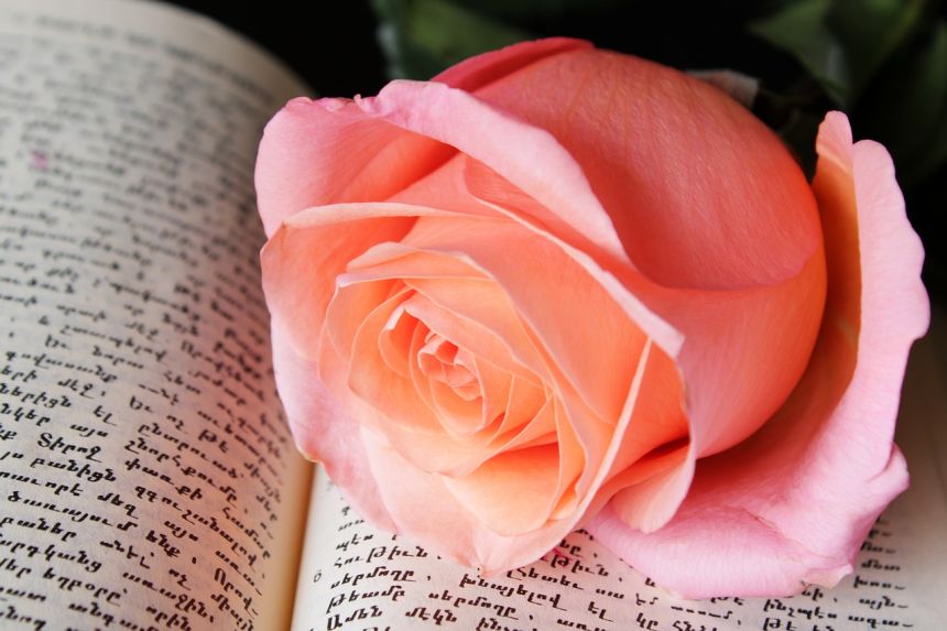 书中有朵玫瑰花的图片图片