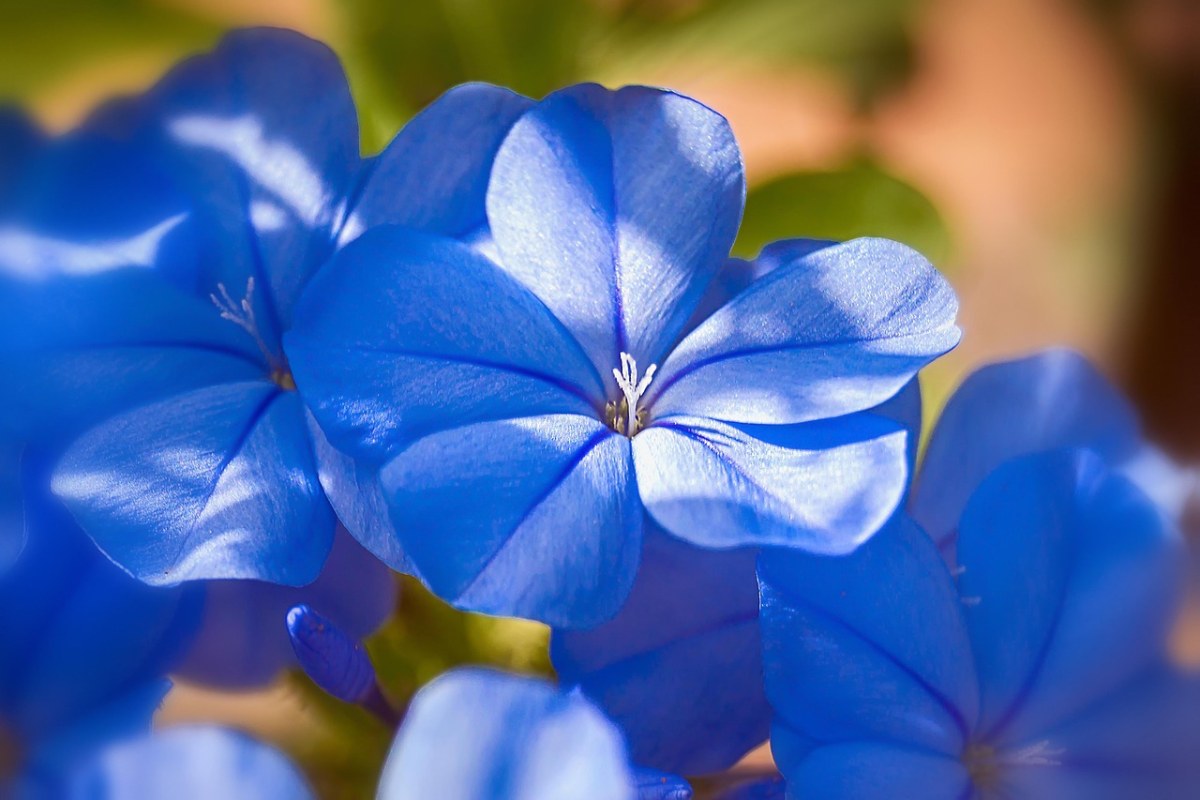 茉莉蓝色的,茉莉花,蓝色的花朵