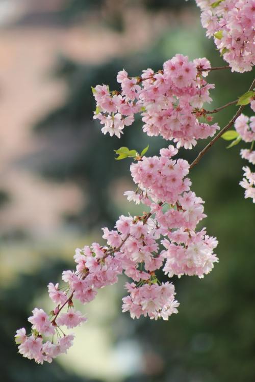 春天的花