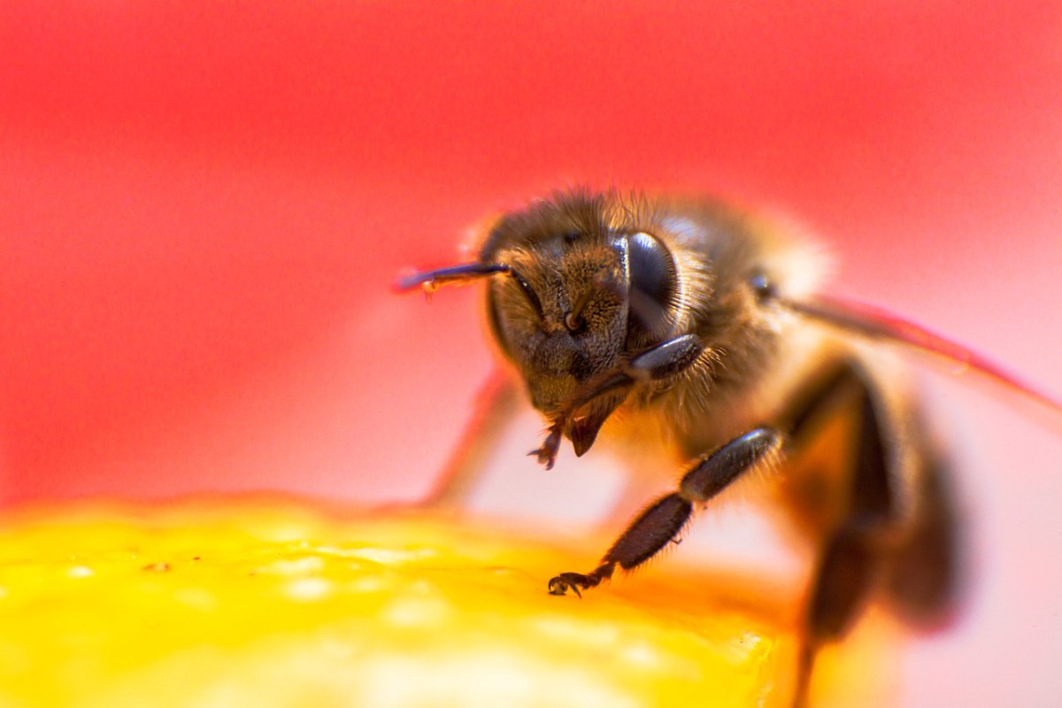 蜜蜂、昆虫、花免费图片