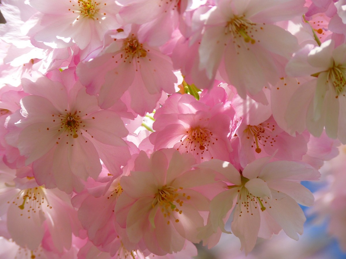 日本櫻花樹,開花,櫻花