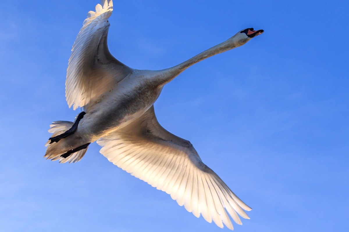 天空展翅飞翔的疣鼻天鹅免费图片